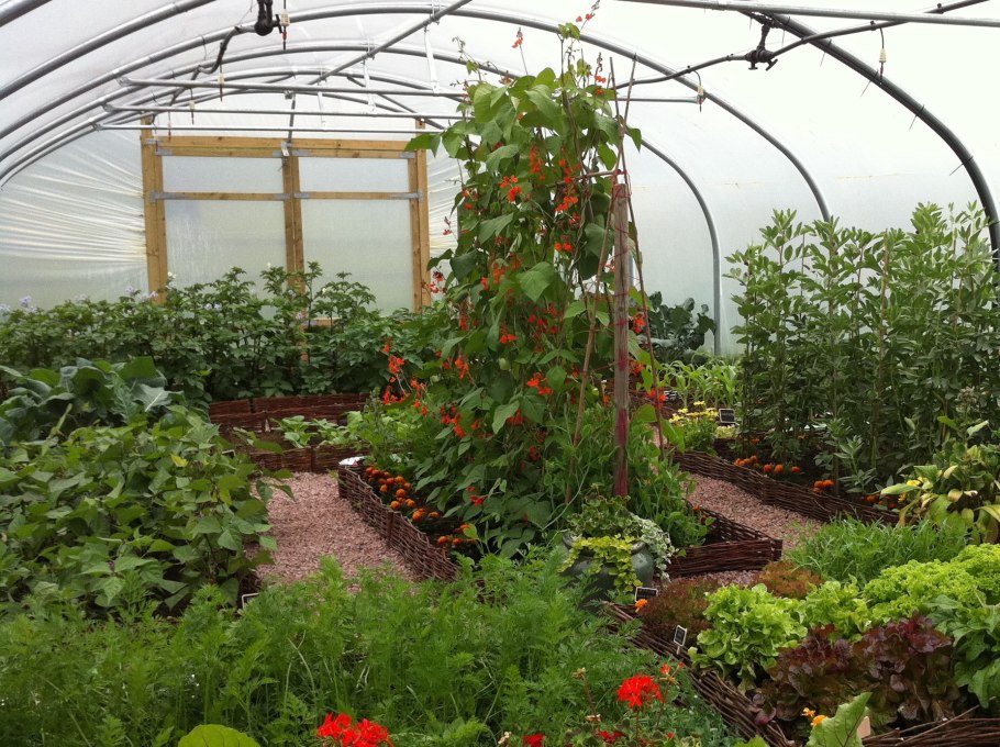 Теплица Дачная с овощами