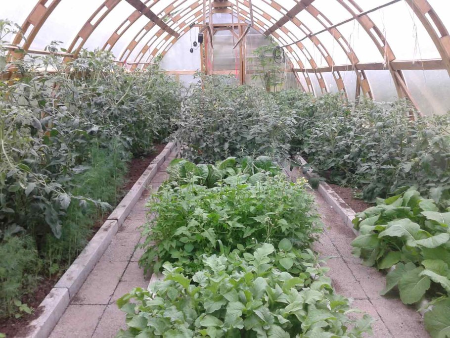 Цветы вдоль теплицы