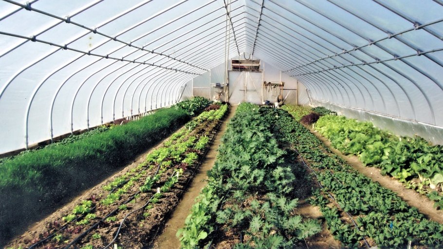 Овощи в парнике