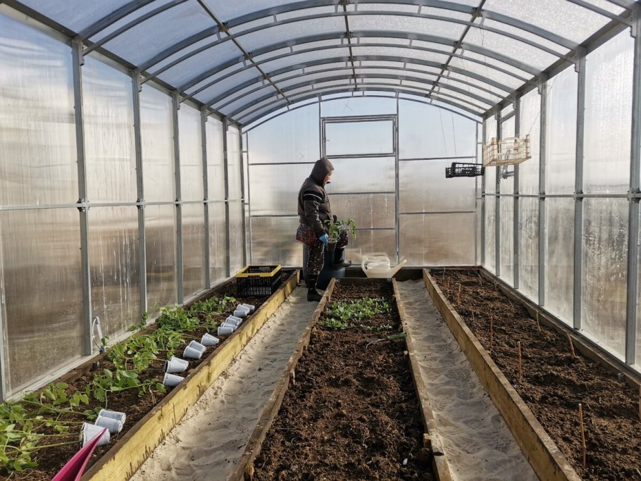 Теплицы ВНИИМК