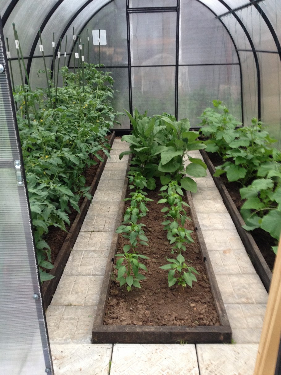 Грядки с помидорами и огурцами в теплице