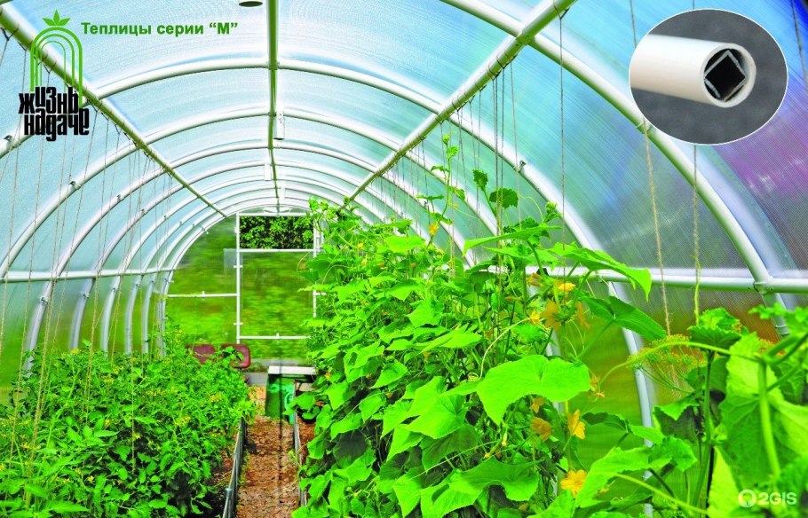 Посадки в парнике из поликарбоната