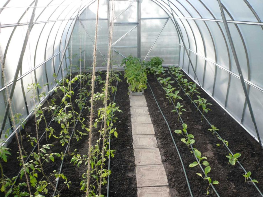 Планировка в теплице из поликарбоната 3х8