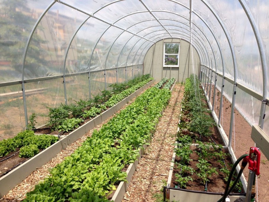 Грядки в теплице