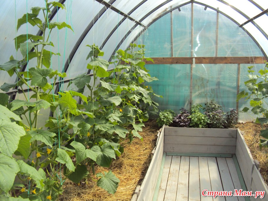 Огуречная грядка в теплице из поликарбоната