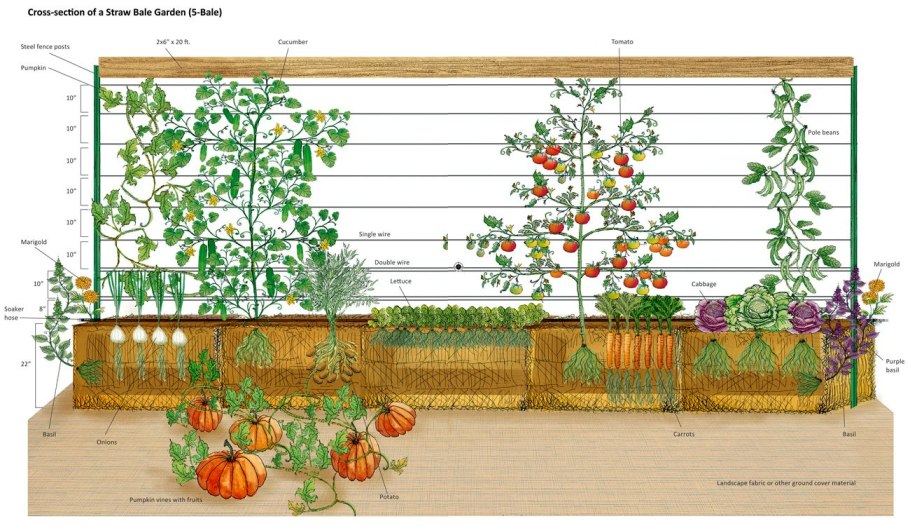 Планировка посадке растений на грядке
