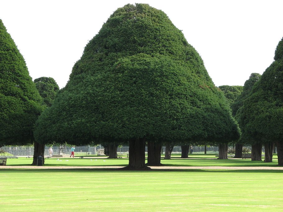 Самые популярные деревья в Великобритании