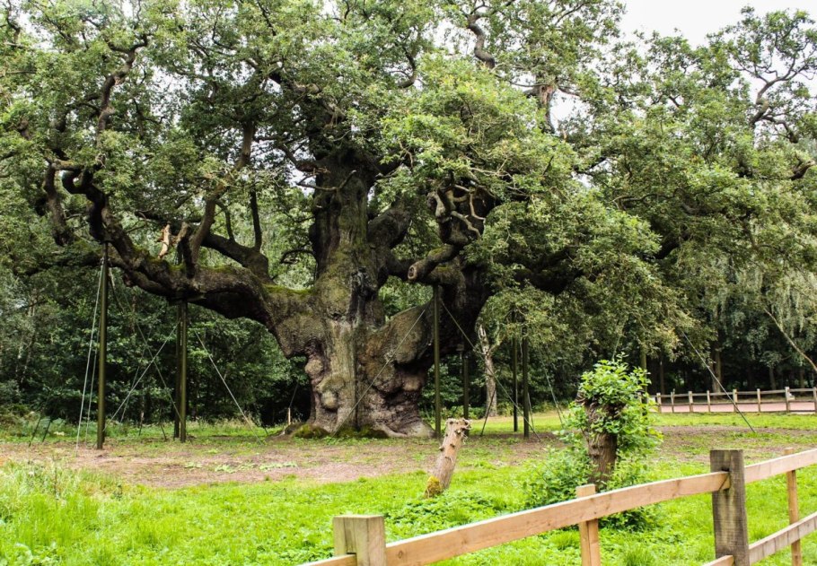 Сады Эскотт в Англии