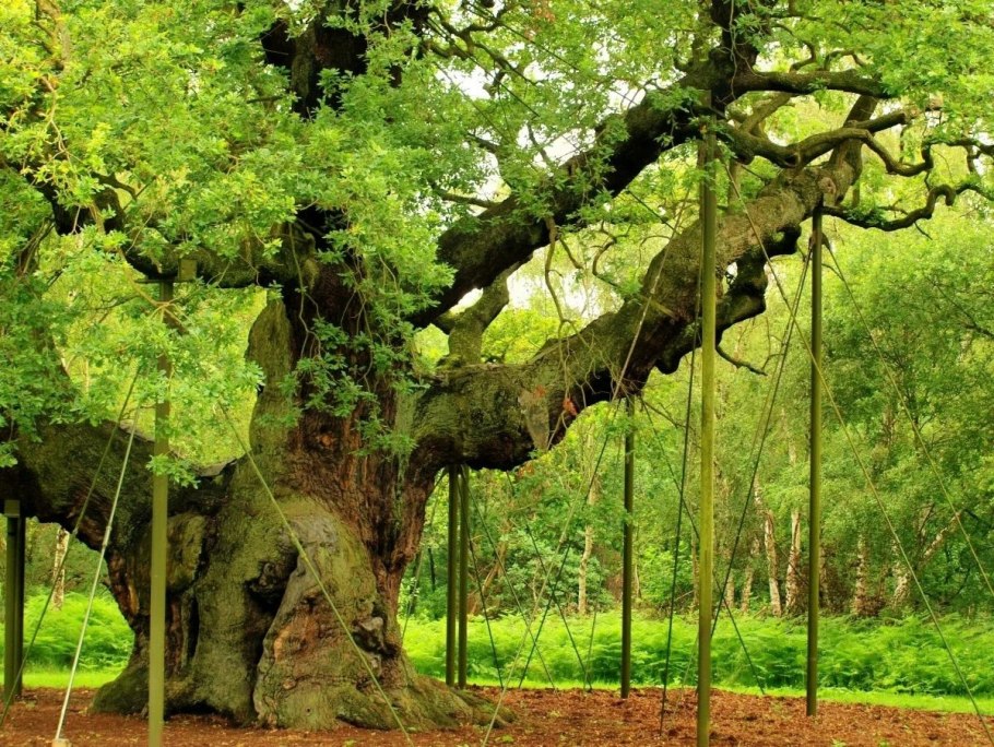 Шервудский лес в Англии