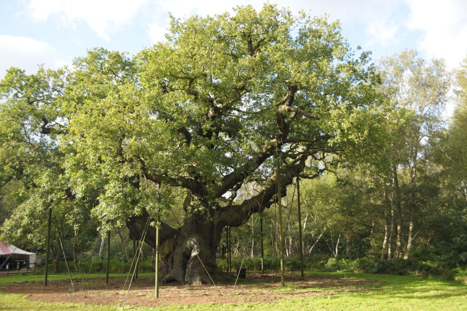 Флора Англии