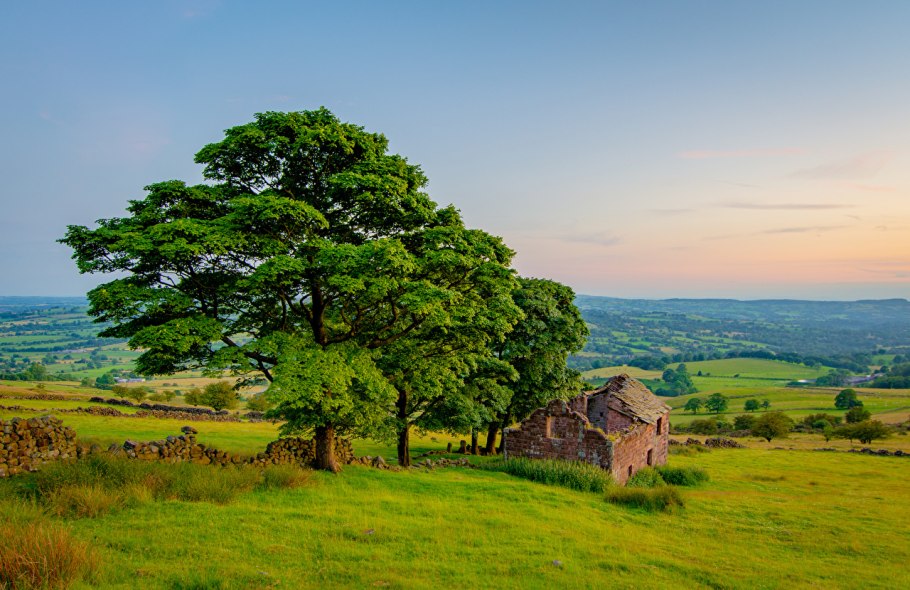 Национальное дерево Англии