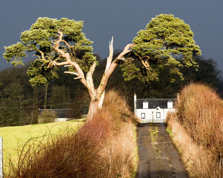 Парк Чандри Ипсвич Англия дерево