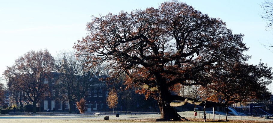 Ноттингем Шервудский лес