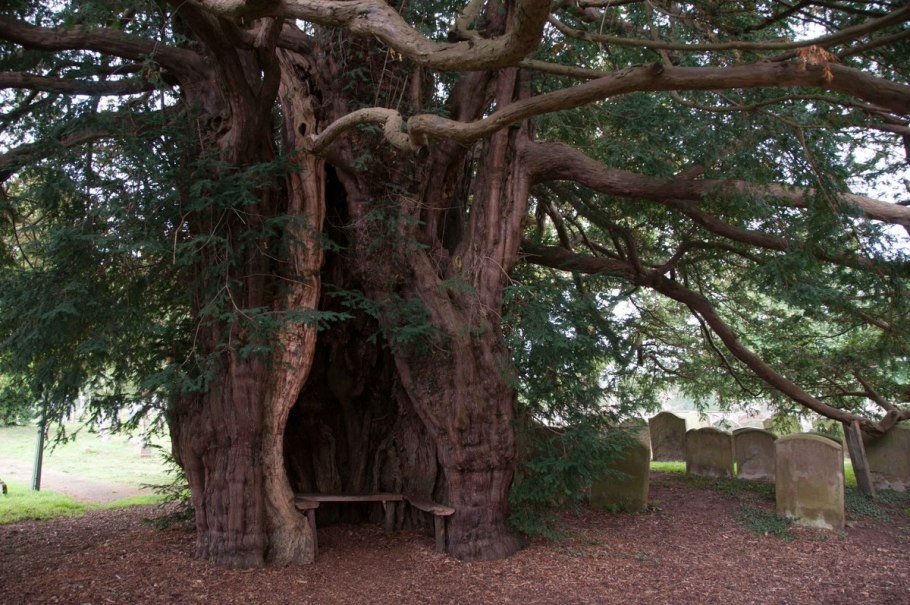 Фортингэльский тис