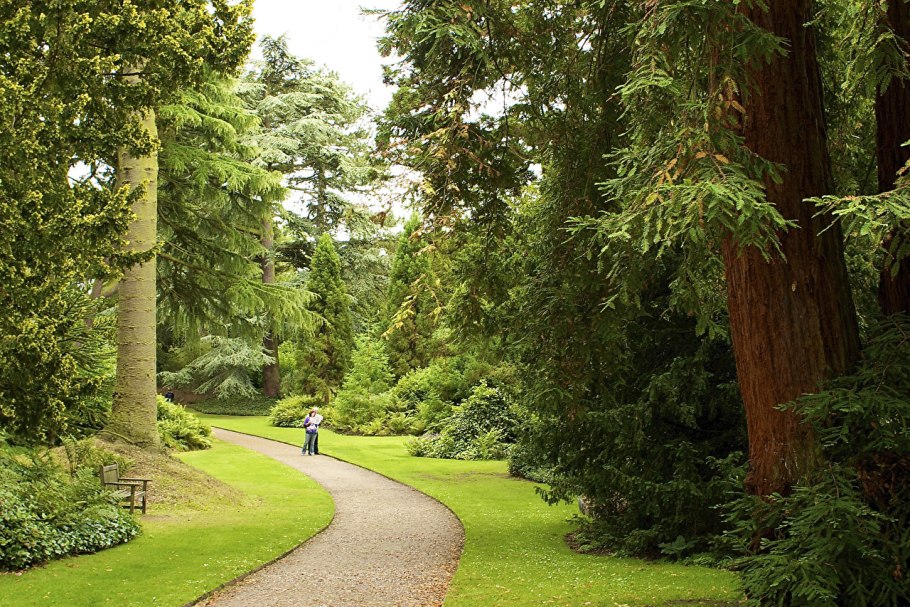 Деревья в парках Англии