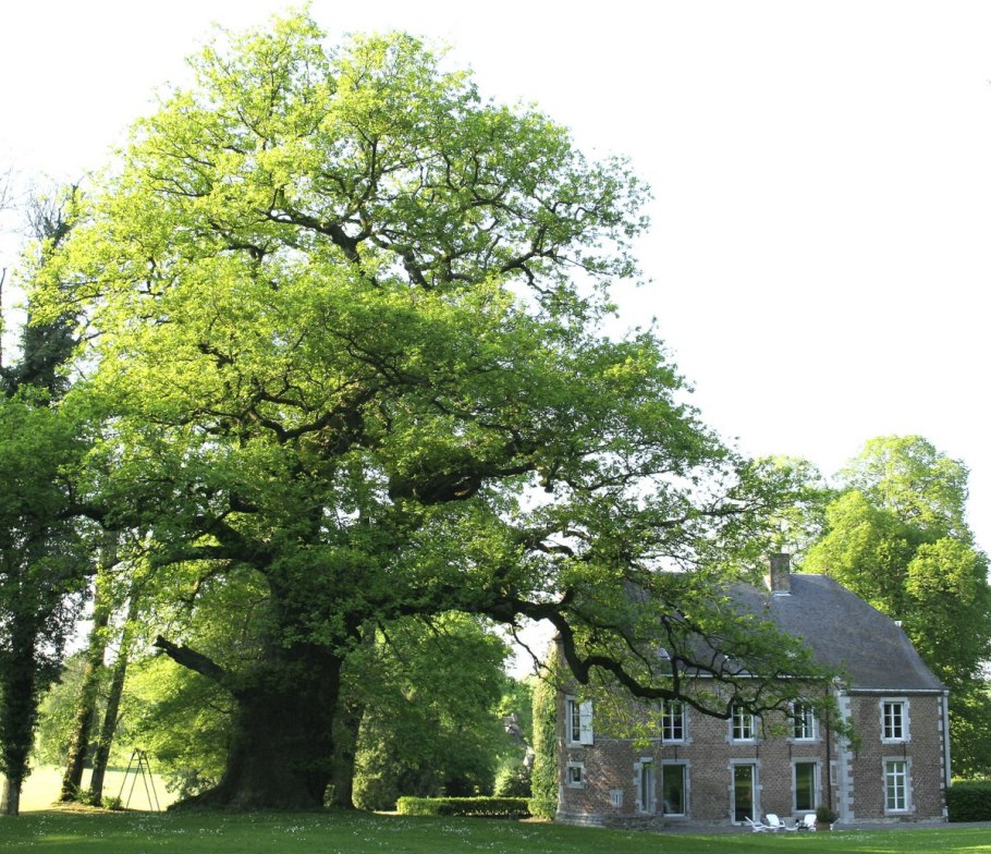 Дуб черешчатый Касл Ховард