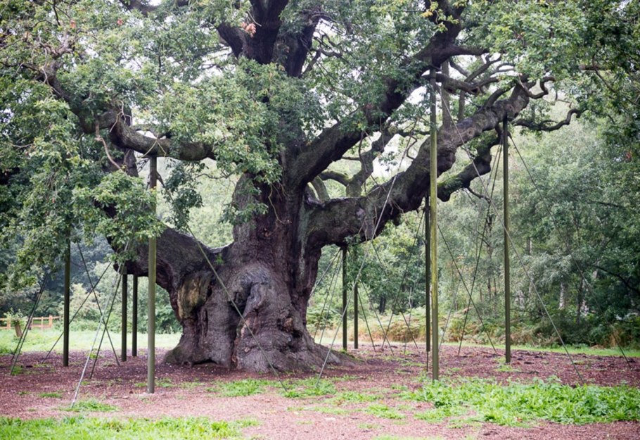 Аллея дарк Хеджес Великобритания