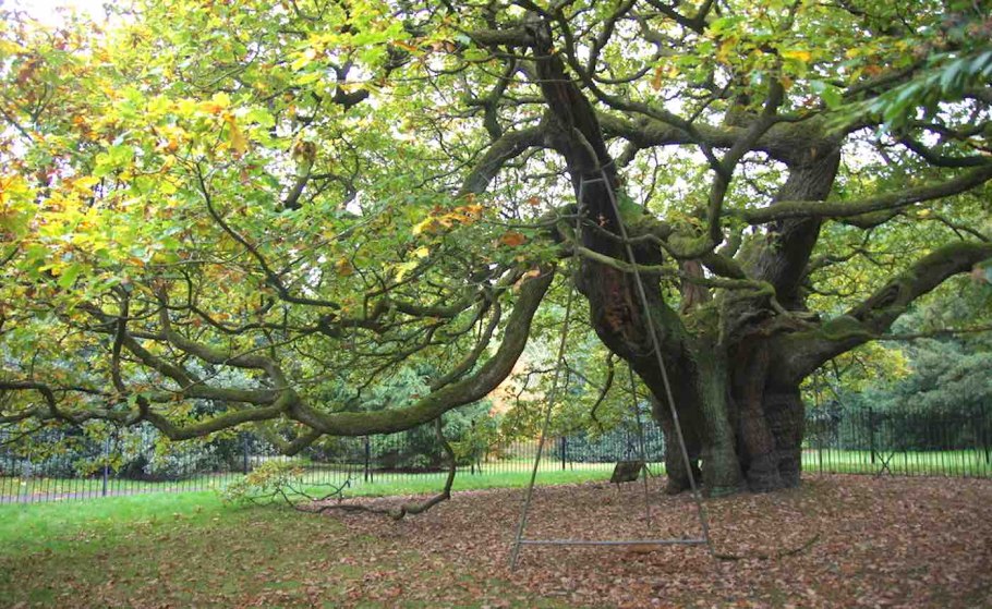 Дуб Англия парк Диана
