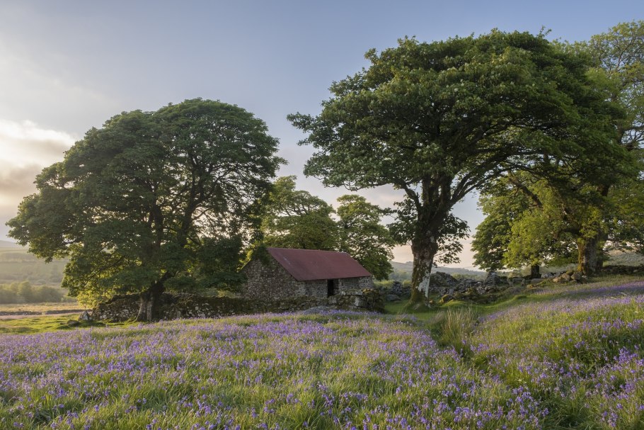 Шервудский лес в Англии