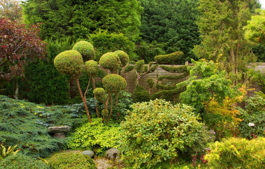 Дуб скальный Беловежская пуща