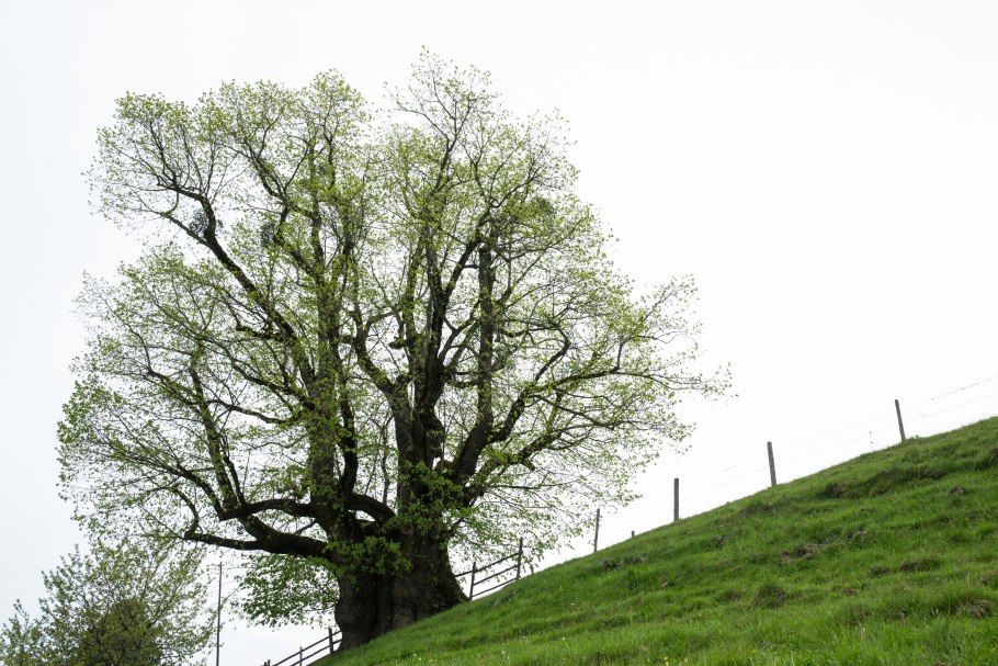 Сад Folly Великобритания