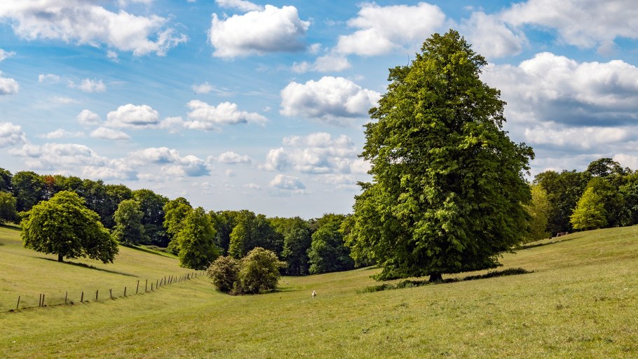 Дартмур Англия лес
