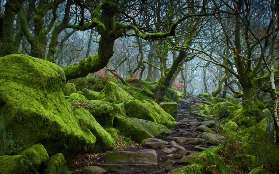 Темные изгороди Северная Ирландия