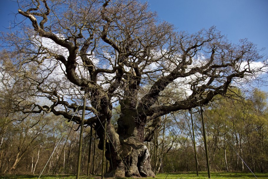 Тибурнское дерево Англия