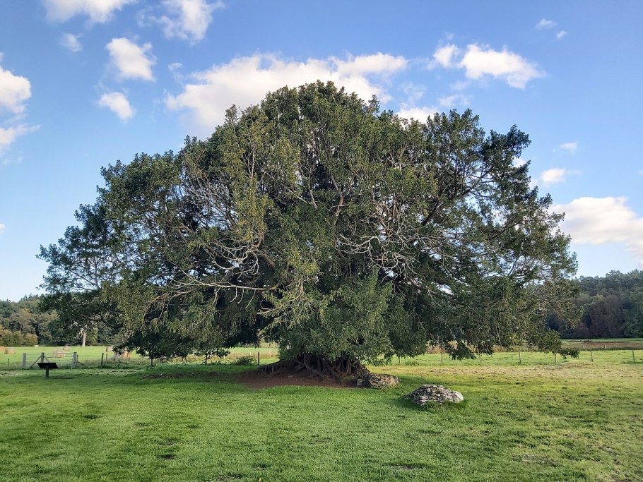 Шервудский лес дуб майор
