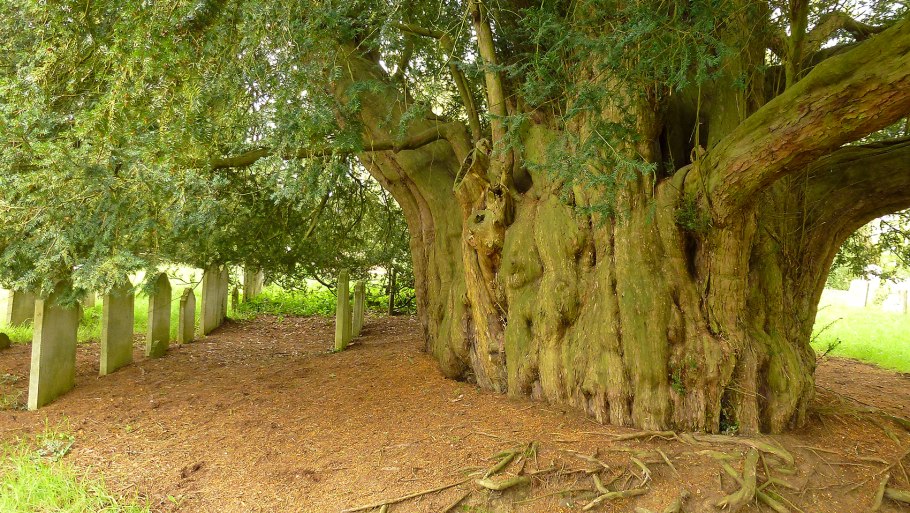 Ст Британии вот дерево