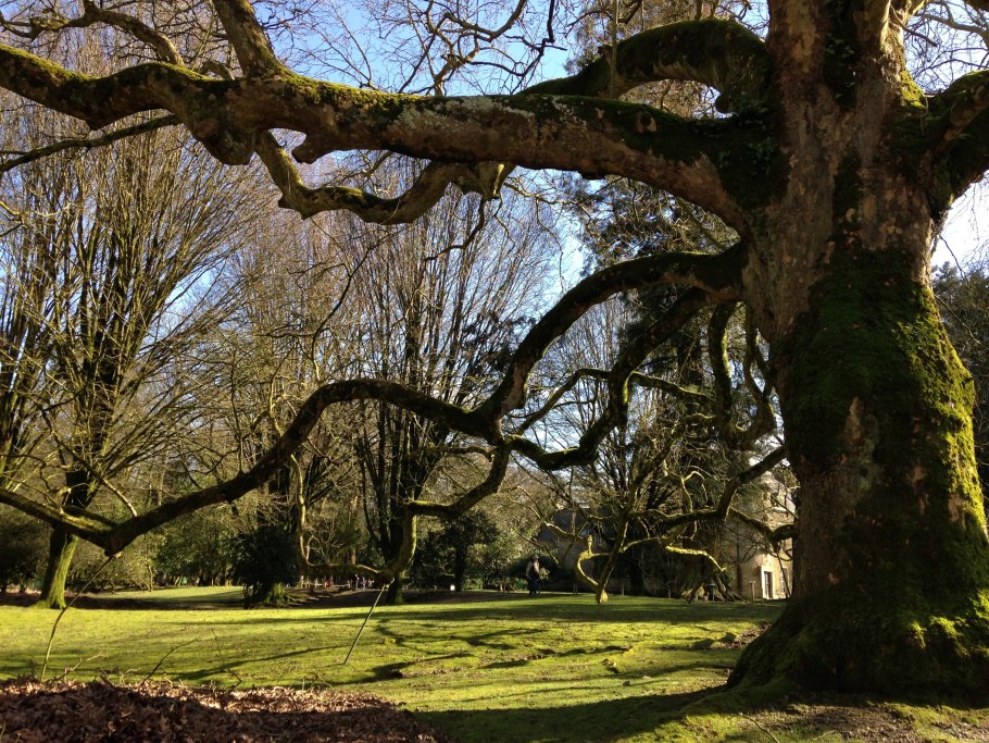 Англия леса с неба