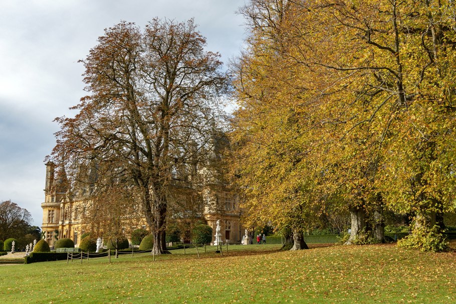 Деревья в парках Англии