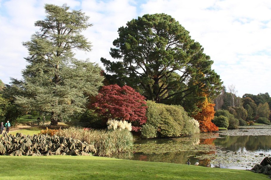 Шервудский лес дуб майор