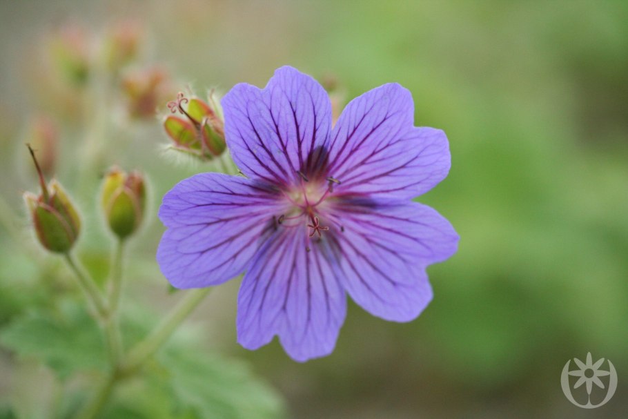 Гераниум Роузмор