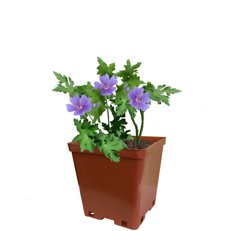 Герань Роузмур великолепная