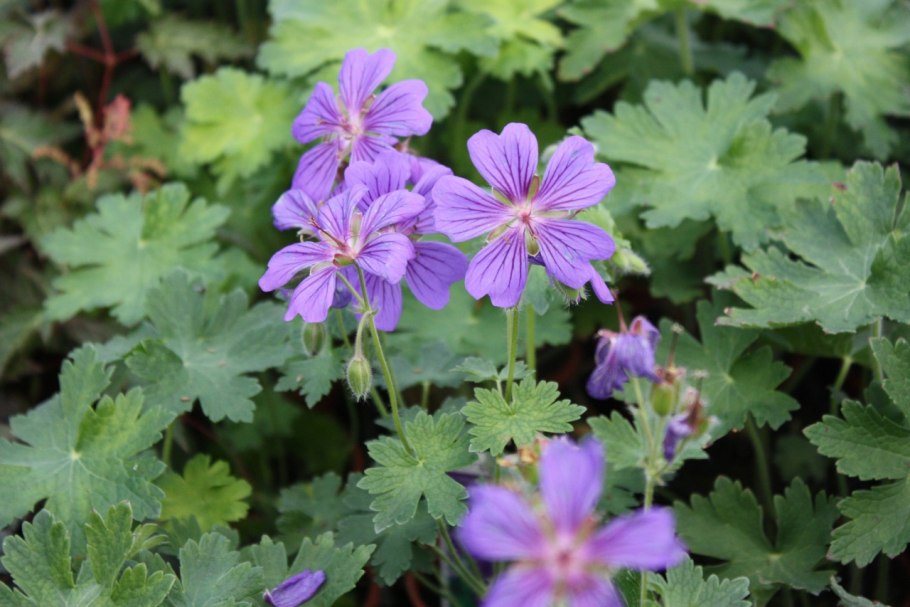 Герань Магнификум