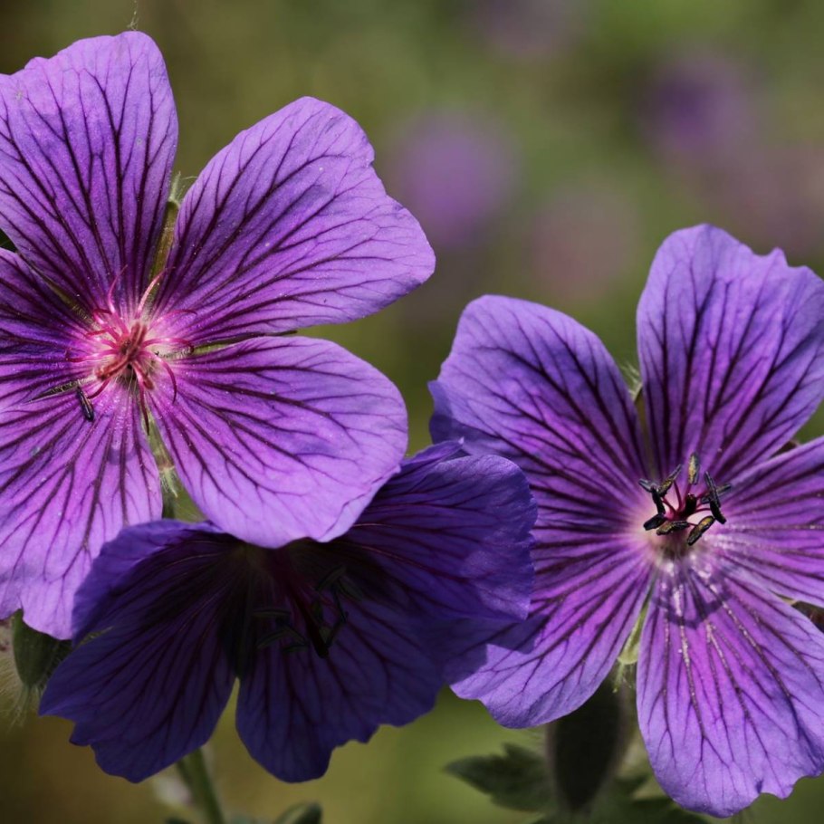 Geranium macrorrhizum