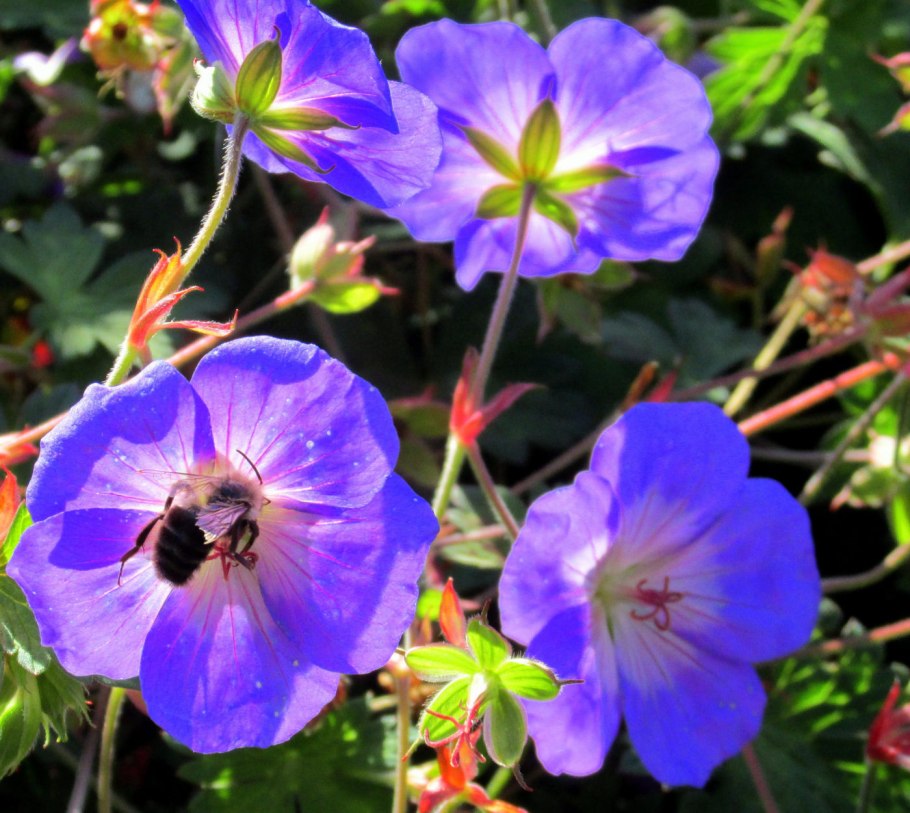 Герань великолепная 'Rosemoor'