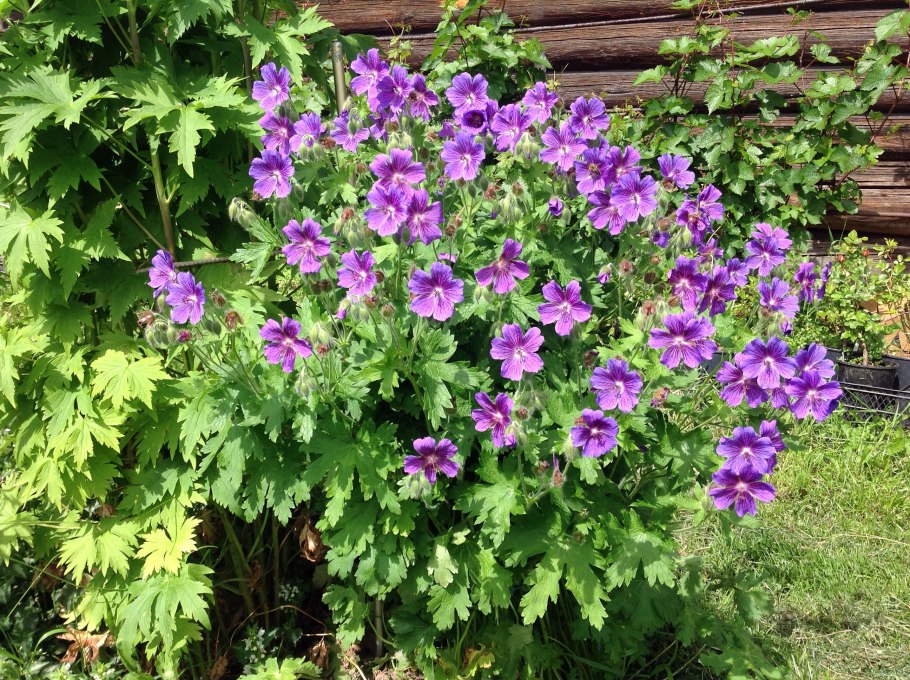 Герань Роузмур великолепная