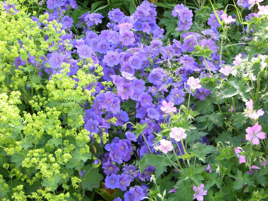 Герань Садовая темнолистная