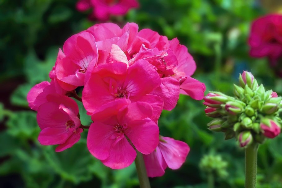 Пеларгония красная