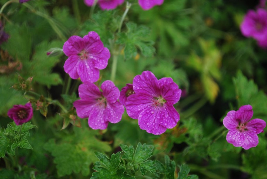 Герань Луговая Клауд найн