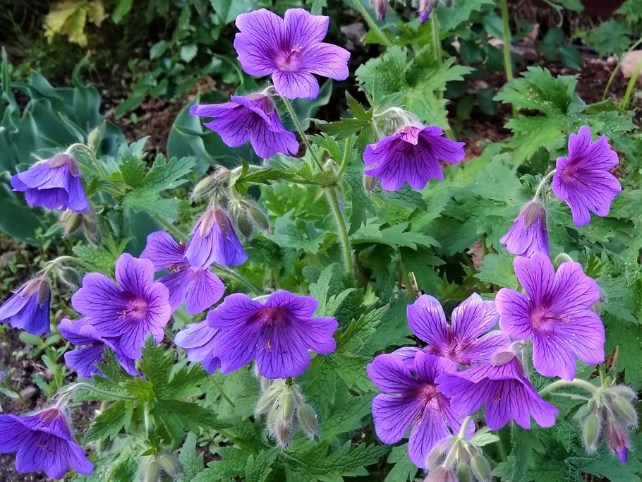 Герань великолепная (Geranium Magnificum)
