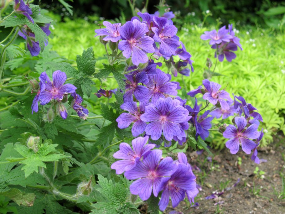 Герань гибридная Розанна