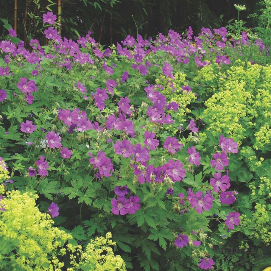 Герань великолепная 'Rosemoor'