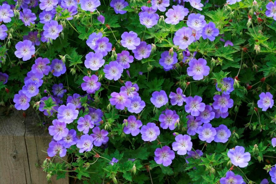 Герань Садовая