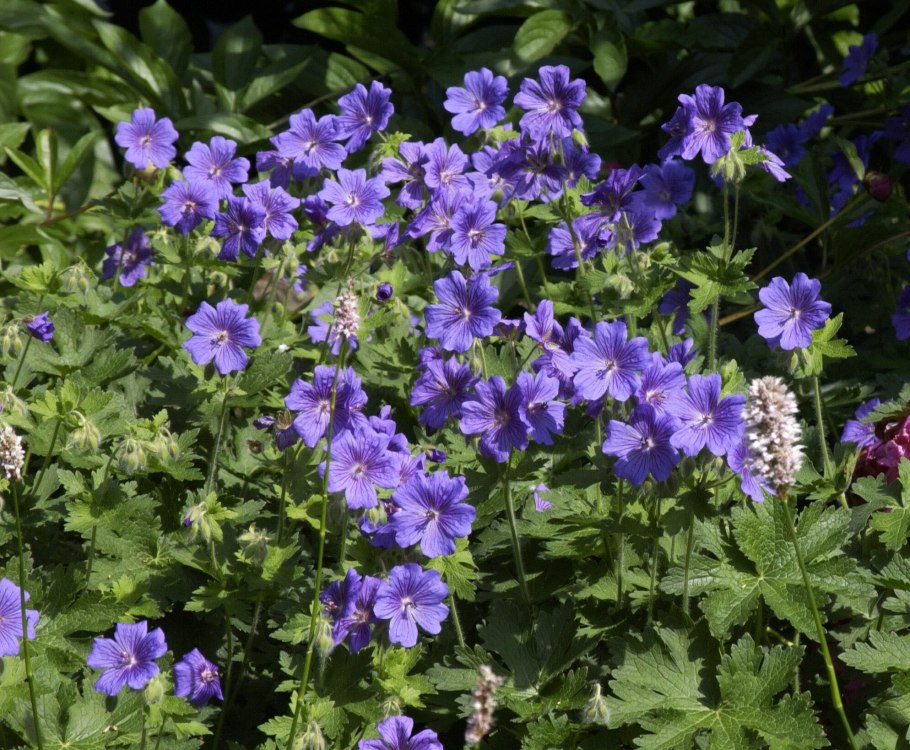 Герань великолепная роземур