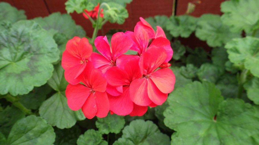 Родина пеларгонии