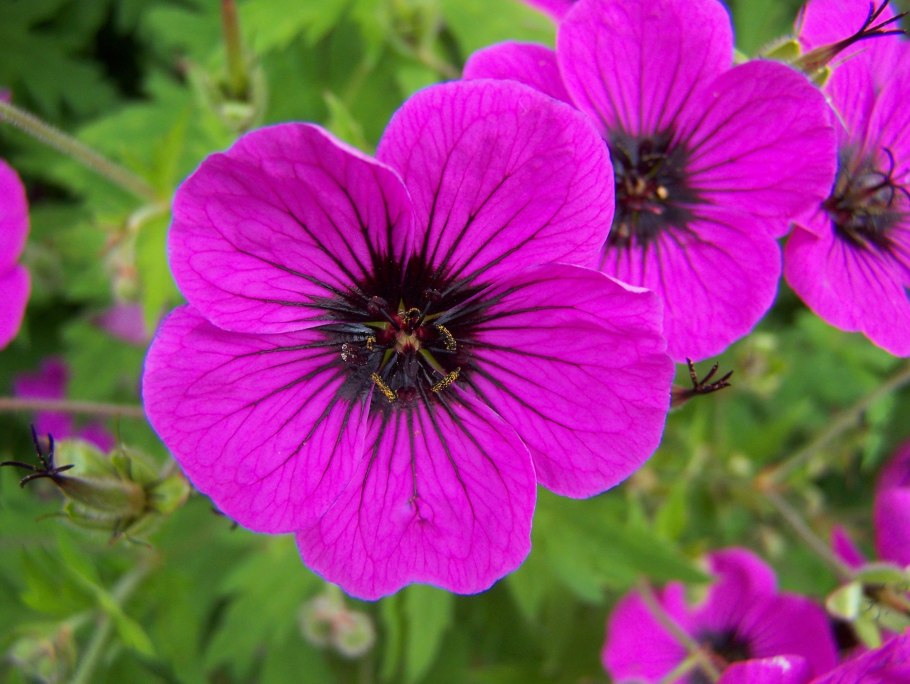 Герань великолепная 'Rosemoor'