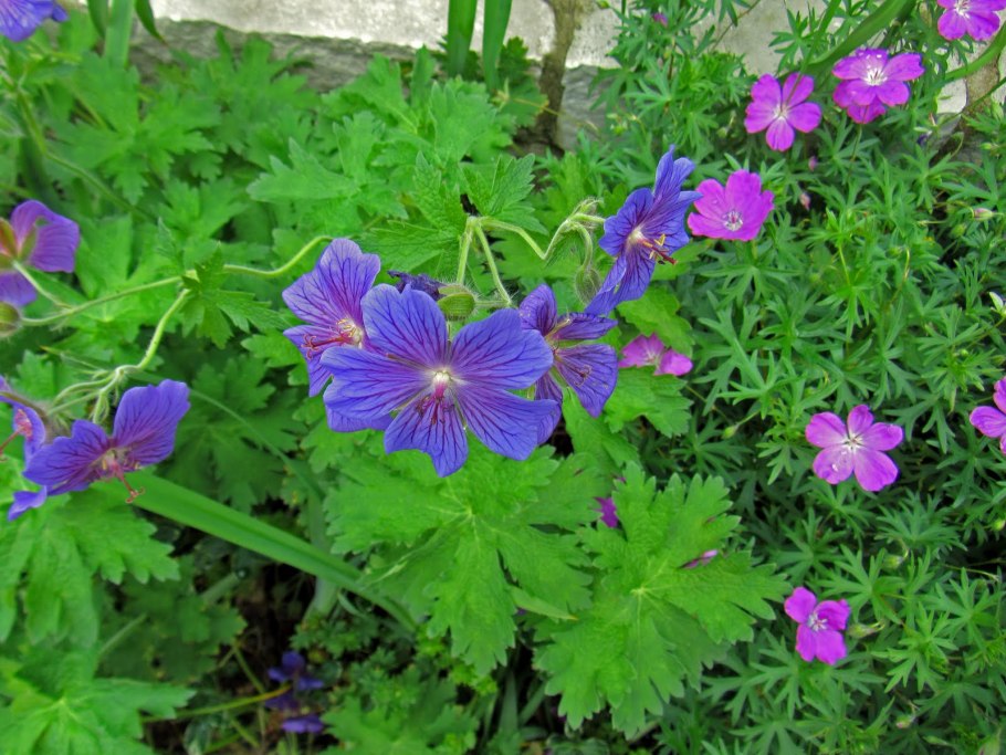 Герань Роузмур великолепная